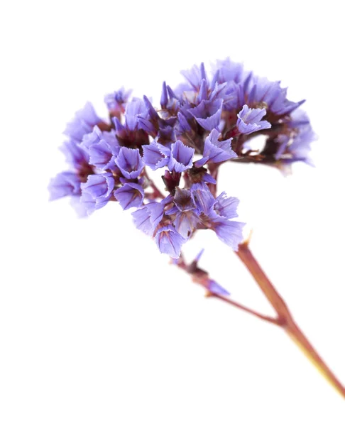 Flora Gran Canarii - małe liliowe kwiaty Limonium — Zdjęcie stockowe