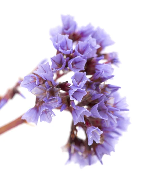 Flora de Gran Canaria - pequeñas flores lila de Limonio — Foto de Stock