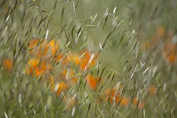 Flora de Gran Canaria - Eschscholzia californica — Foto de Stock