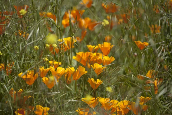 Flora de Gran Canaria - Eschscholzia californica — Foto de Stock