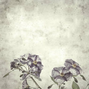  mavi patates çalı ile eski kağıt arka plan