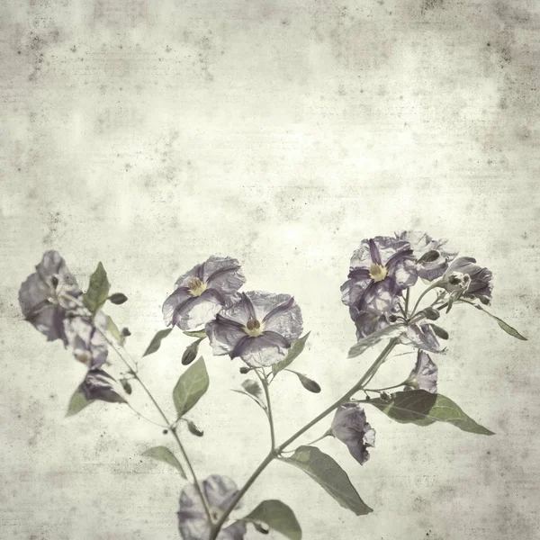 Old paper background with blue potato bush — Stock Photo, Image
