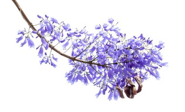 flowers of Jacaranda