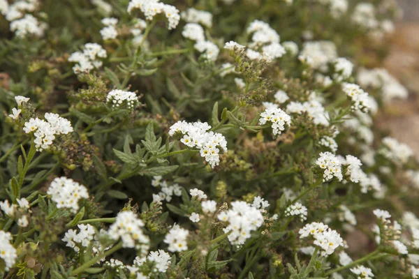 Flora Gran Canaria-heliotropium ramosissimum — Stock fotografie