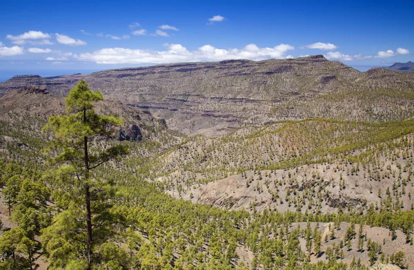 Gran Canaria, Parque Natural de Pilancones — Foto de Stock