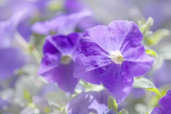 Fondo floral natural con plue petunia —  Fotos de Stock