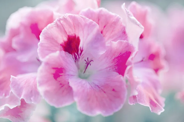 Beyaz ve pembe sardunyalar ile doğal çiçek arka plan — Stok fotoğraf