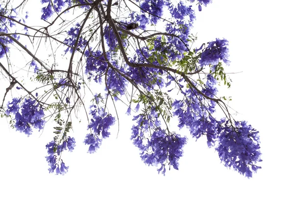 Floração ramificada de jacarandá azul — Fotografia de Stock