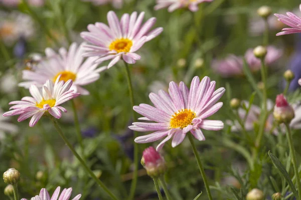 Kwiatowy tło z kanaryjskiej Marguerite Daisy — Zdjęcie stockowe