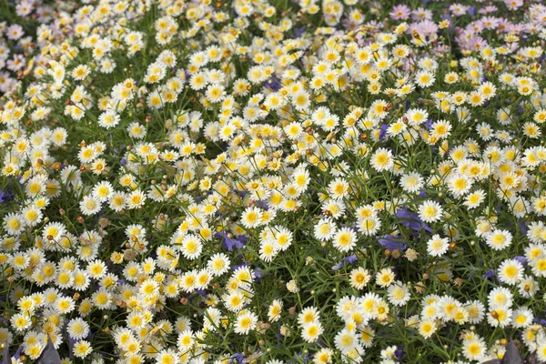 Kwiatowy tło z kanaryjskiej Marguerite Daisy — Zdjęcie stockowe