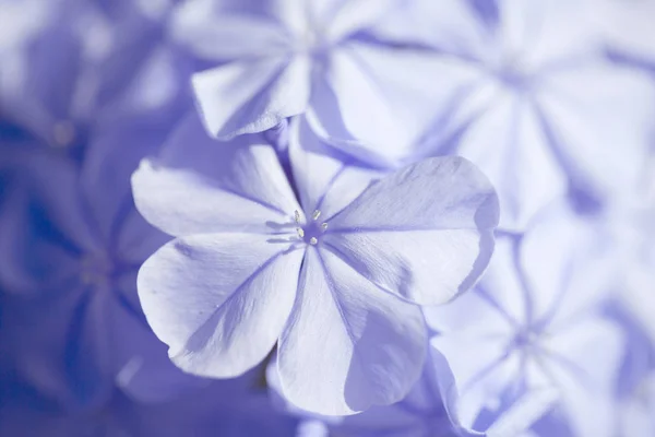 Plumbago natural macro floral background — Stock Photo, Image