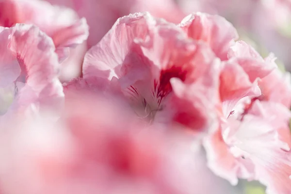 Naturlig blomster bakgrund med vita och rosa pelargoner — Stockfoto