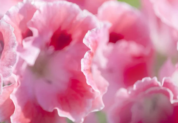 Természetes virágos háttérrel, fehér és rózsaszín muskátlik — Stock Fotó