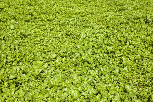 Growing watercress background — Stock Photo, Image
