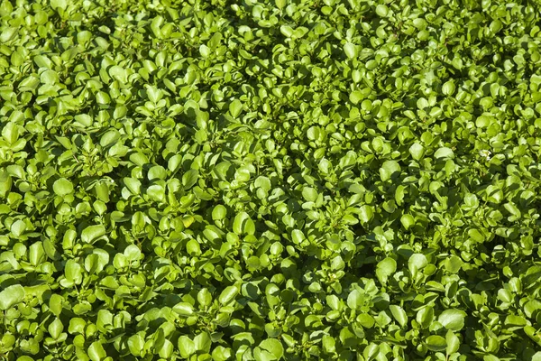 Growing watercress background — Stock Photo, Image