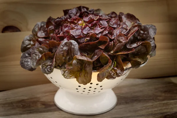 Салат из красного листа в дуршлаге — стоковое фото