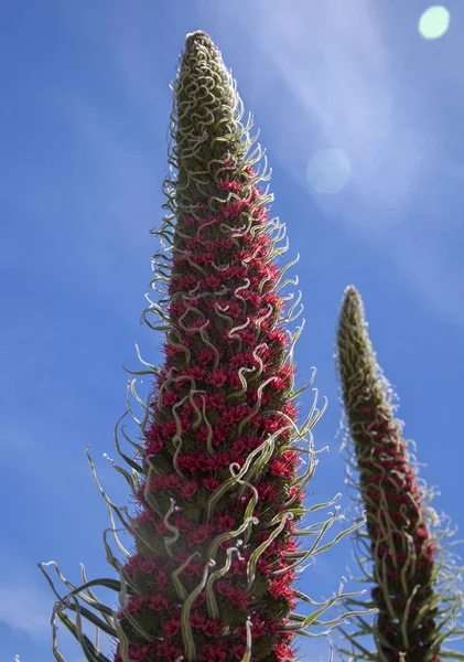 Flora of Tenerife - Echium wildpretii — Stock Photo, Image