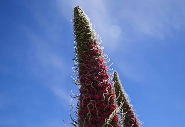 Flora of Tenerife - Echium wildpretii — Stock Photo, Image