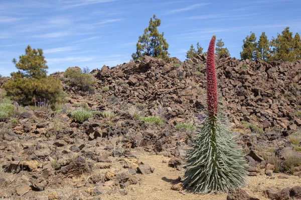 Flora de Tenerife - Echium wildpretii —  Fotos de Stock