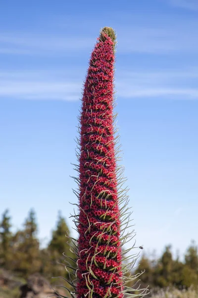 Flóra Tenerife-Echium wildpretii — Stock fotografie