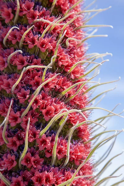 Flora Teneriffas - echium wildpretii — Stockfoto