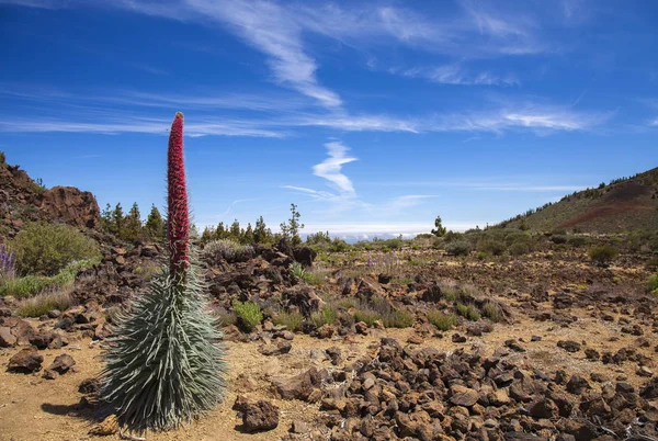 Flora de Tenerife - Echium wildpretii — Foto de Stock