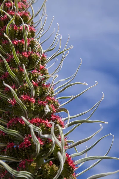 Flora of Tenerife - Echium wildpretii — Stock Photo, Image