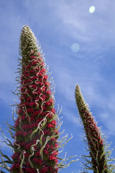 Flora of Tenerife - Echium wildpretii — Stock Photo, Image