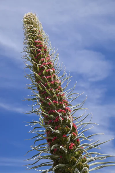 Flóra Tenerife-Echium wildpretii — Stock fotografie