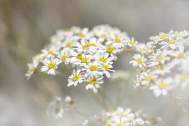 Gran Canaria Flora - çiçekli Tanacetum ptarmiciflorum