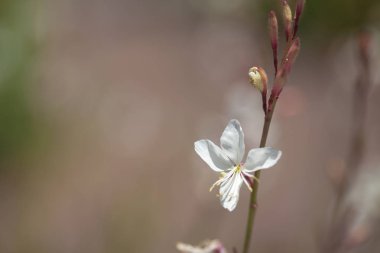 Gran Canaria Flora - Asphodelus ayardii 