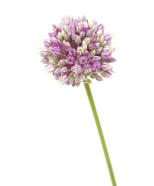 Az Allium ampeloprasum izolált — Stock Fotó