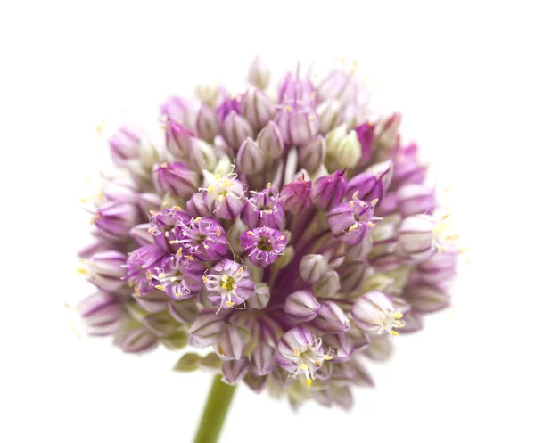 Allium ampeloprasum aislado — Foto de Stock