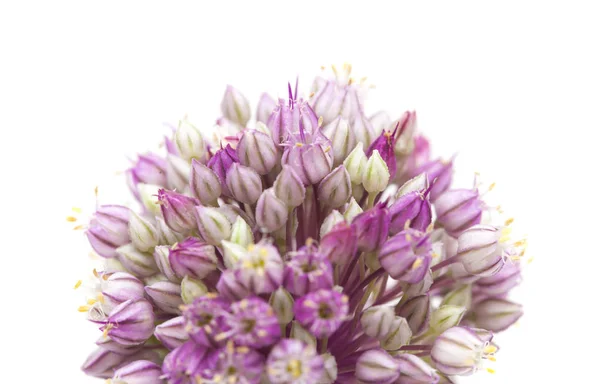 Allium ampeloprasum geïsoleerd — Stockfoto