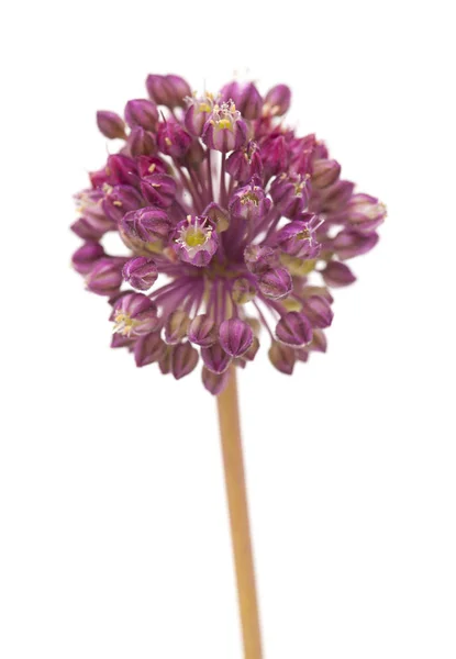 Allium ampeloprasum isolerad — Stockfoto