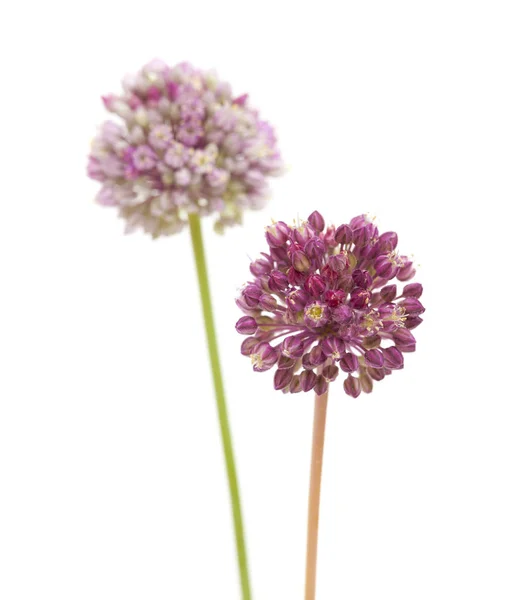 Az Allium ampeloprasum izolált — Stock Fotó