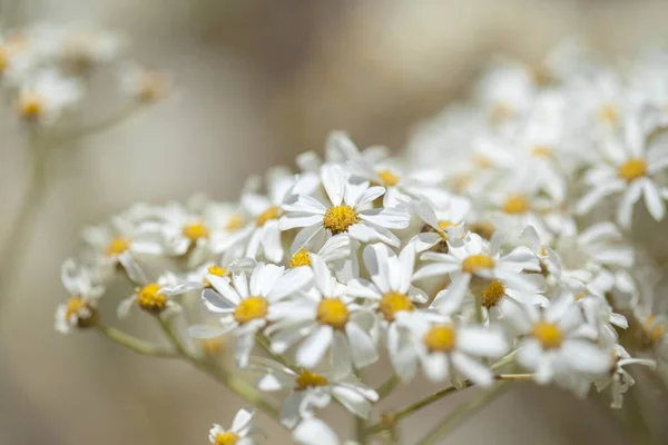 Flora di Gran Canaria - fioritura Tanacetum ptarmiciflorum — Foto Stock