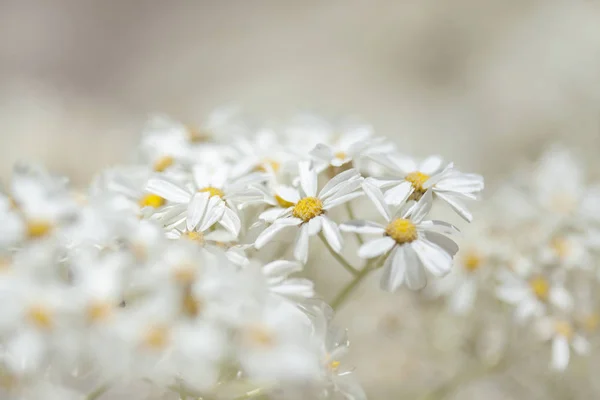 Flora Gran Canarie-kvetoucí Tanacetum ptarmiciflorum — Stock fotografie