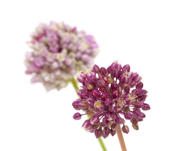 Allium ampeloprasum isolerad — Stockfoto