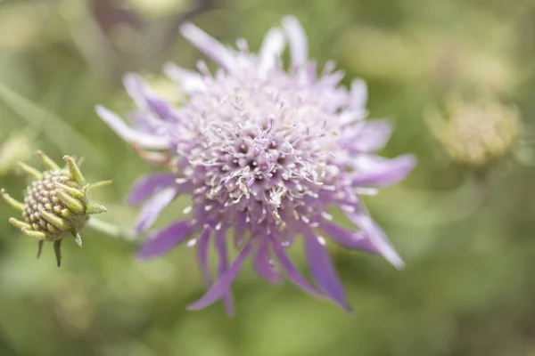 Flora z gran canaria - pterocephalus dumetorum — Stock fotografie