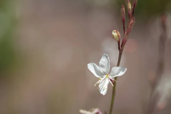 Flora de Gran Canaria - Asphodelus ayardii — Fotografia de Stock