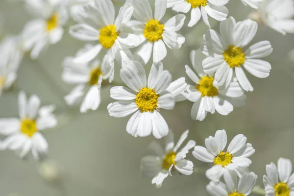 Flora de Gran Canaria - floração Tanacetum ptarmiciflorum — Fotografia de Stock