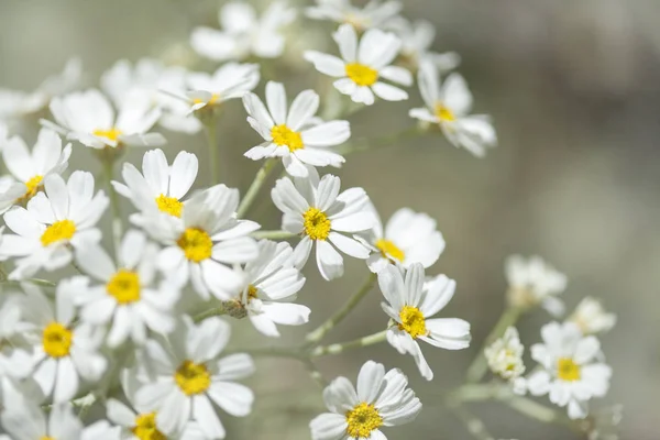 Flora di Gran Canaria - fioritura Tanacetum ptarmiciflorum — Foto Stock