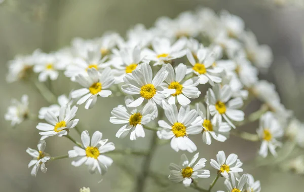 Flora Gran Canarie-kvetoucí Tanacetum ptarmiciflorum — Stock fotografie