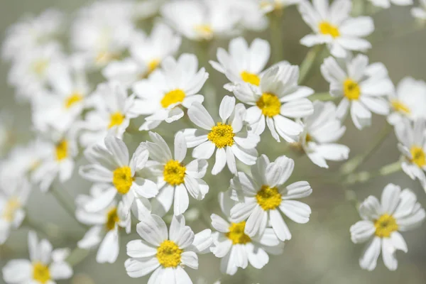 Flora Gran Canarie-kvetoucí Tanacetum ptarmiciflorum — Stock fotografie