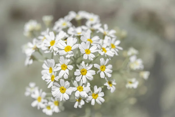 Flora Gran Canarie-kvetoucí Tanacetum ptarmiciflorum — Stock fotografie