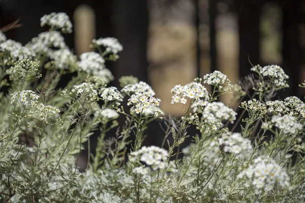 Флора Гран-Канарії-цвітіння Танацету ptarmiciflorum — стокове фото