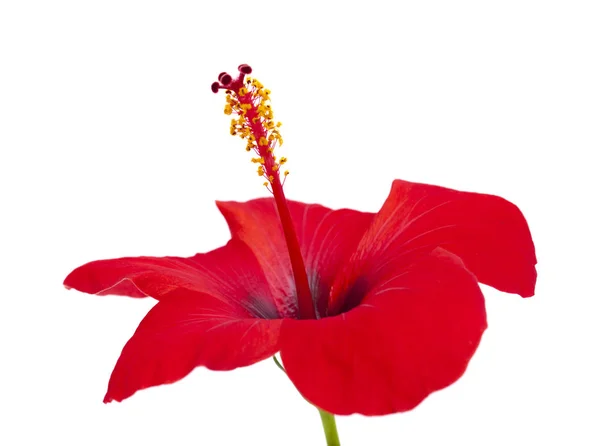 Única flor de hibisco vermelho isolado — Fotografia de Stock
