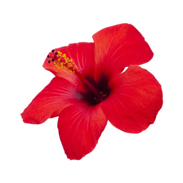 Fleur d'hibiscus rouge isolée — Photo