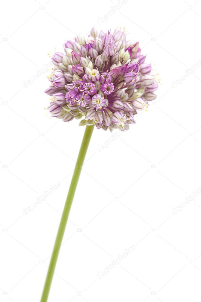 Allium ampeloprasum isolated